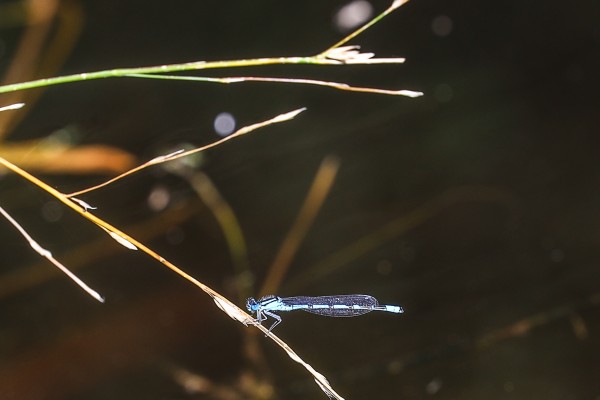 Weiher Ginsberger Heide - (c) Liz Lammers.jpg